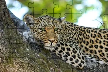 Toy jigsaw puzzle