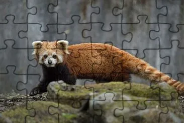 Animal :) jigsaw puzzle