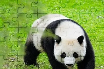 פאזל של Panda