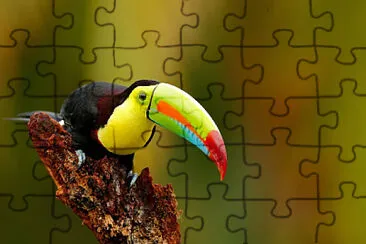 Toy jigsaw puzzle