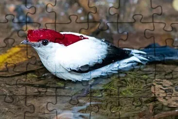 Toy jigsaw puzzle