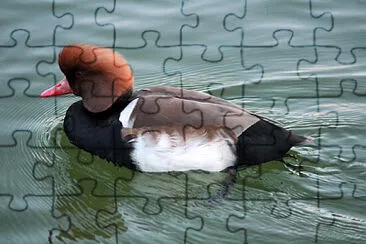 Toy jigsaw puzzle