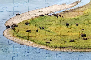 Bufalos jigsaw puzzle