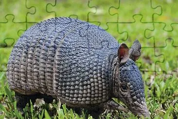 BIODIVERSIDAD jigsaw puzzle