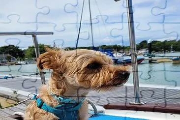 פאזל של Nautical Dog