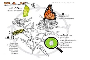 ciclo de vida de la mariposa