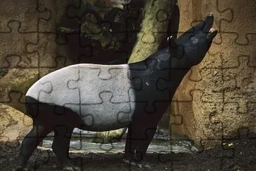 tapir jigsaw puzzle