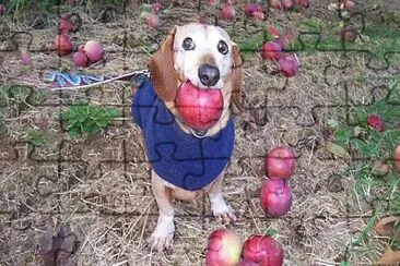 dog with apple jigsaw puzzle