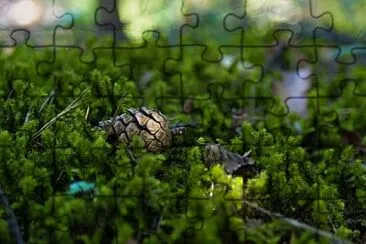 Nature jigsaw puzzle