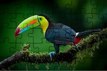 Guacamayo jigsaw puzzle