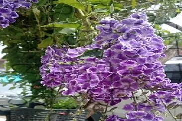 Duranta erecta