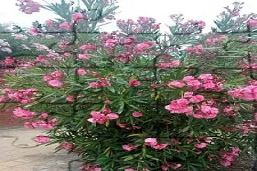 Nerium oleander