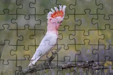 Toy jigsaw puzzle