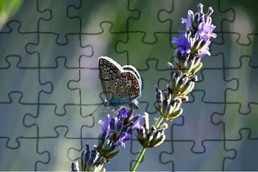 MARIPOSA jigsaw puzzle