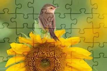 pp jigsaw puzzle