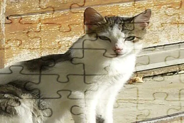 chaton jigsaw puzzle