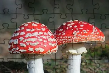 Amanita