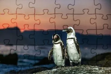 Pinguinos jigsaw puzzle