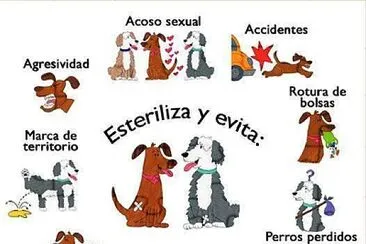 Beneficios de la esterilización