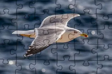 Toy jigsaw puzzle