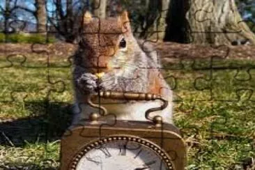 Squirrel ran up the clock