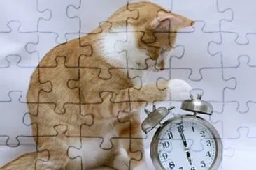 Cat ran up the clock jigsaw puzzle