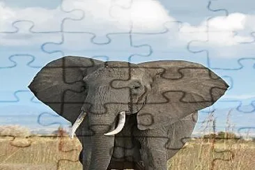 Elephant