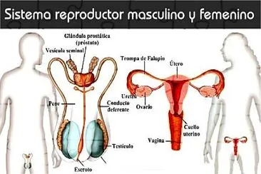 Sistema reproductor