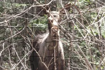 Spring moose  peek a boo