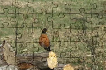 Spring is here  robin on the woodpile