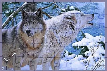 Couple de loups