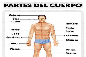 armar rompecabeza del cuerpo humano