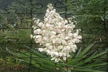 Yucca jigsaw puzzle