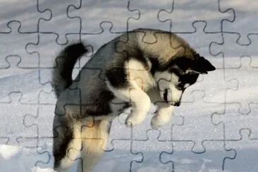  jigsaw puzzle