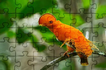 Toy jigsaw puzzle