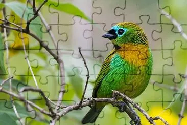 Toy jigsaw puzzle