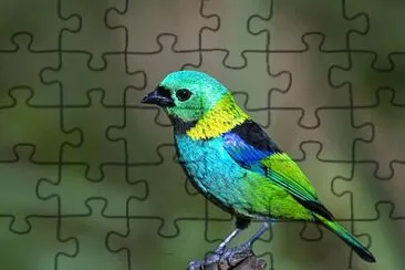 Toy jigsaw puzzle