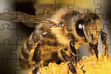 bee