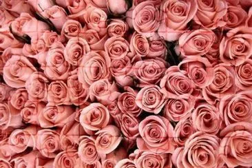 Pink roses