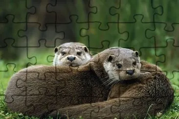 nutria jigsaw puzzle