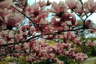 magnolias en primavera