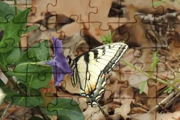 Butterfly jigsaw puzzle