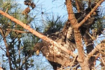 פאזל של Bald Eagle Eaglet