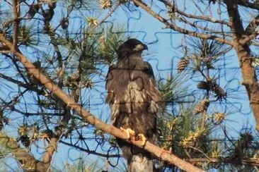 פאזל של Bald Eagle Eaglet