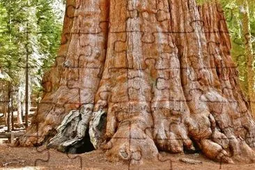 GIANT TREE-Sequoia National Park