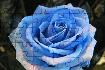 Rosa azul