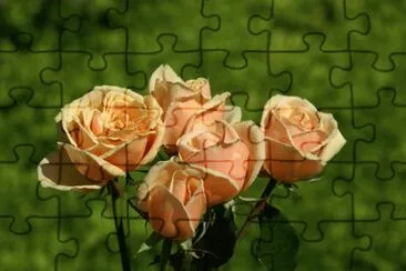 Rosas salmon jigsaw puzzle