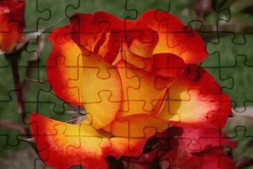 Rosa naranja-roja jigsaw puzzle