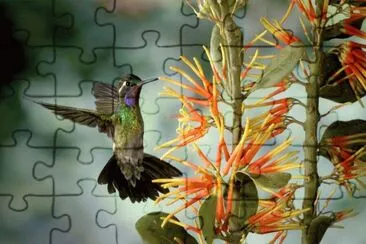 Flores exÃ³ticas y colibri jigsaw puzzle