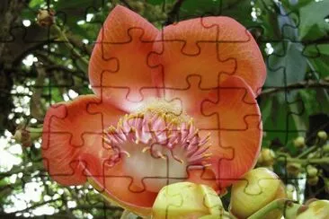 Flores exÃ³ticas 5 jigsaw puzzle